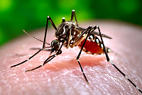 http://www.iasplanner.com/civilservices/images/mosquitoes.png